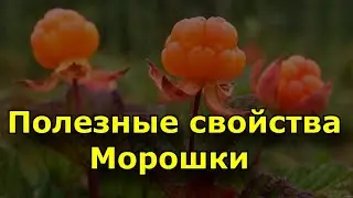 Полезные свойства Морошки.