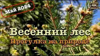 Весенний лес 2024 🌳 Прогулка на природе 🚶🏻‍♂️‍➡️