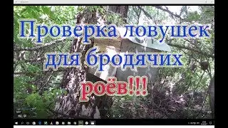 1 Часть. Проверка ловушек для бродячих роёв и снятие их с дерева.  Beekeeping