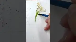 Как нарисовать цветок. Как нарисовать цветок - калла. 