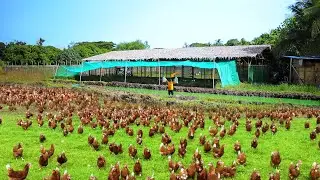 FREE-RANGE FARMING│MUD PONDS Everything you need to know! Feeding rabbits & goats ( Farm tour)