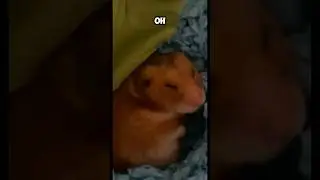 Новое видео для владельцев хомяков на канале 😉