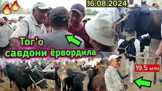 16.08.2024 КИТОБ ТУМАНИ МОЛ БОЗОРИ ТУЛИК ВИДЕООБЗОРИ ЧОРВА НАРХЛАРИ 