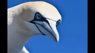 Northern Gannets Morus bassanus plunge diving, Noss, Shetland