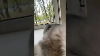 С виду сладкая пироженка, а внутри РЫСЬ!
