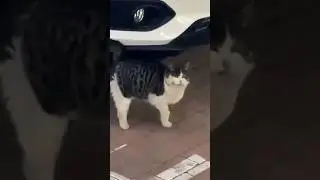 Кавказские коты танцуют лезгинку😹 Такого вы ещё не видели!😆 