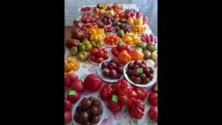 ОРГАНИЗАЦИЯ ВЫРАЩИВАНИЯ БОЛЬШОГО КОЛИЧЕСТВА СОРТОВ ТОМАТОВ