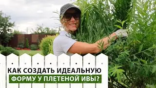 Как придать форму плетеной иве? Как часто нужна стрижка для плетеной ивы? Рекомендации от эксперта