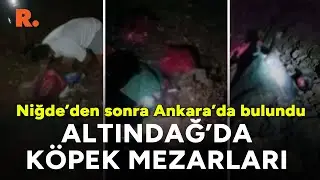 Niğdeden sonra Ankara... Altındağda katledilmiş halde onlarca köpek bulundu