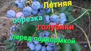 ЛЕТНЯЯ обрезка голубики  перед подкормкой и обработкой. ЧАСТЬ 1