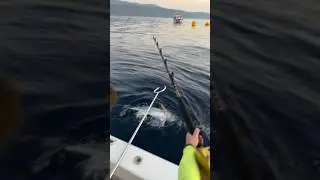 Тунец Утащил человека 