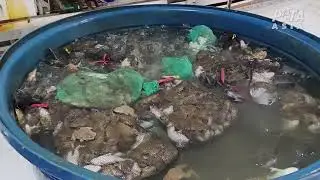 Never Eat Frog’s Legs: Unseen Horrors in the Meat Industry