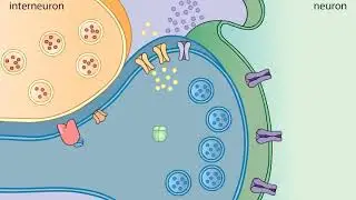 Sensitization in Aplysia