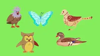 green screen cartoon birds