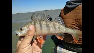 Ловля крупного окуня на водохранилище