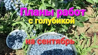 Планы работ с голубикой в сентябре