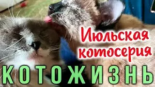 ИЮЛЬСКАЯ КОТОСЕРИЯ😻КОТОЖИЗНЬ!