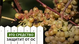 ЭТО средство защитит от ос на участке