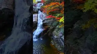 Autumn forest waterfall and birds sounds relaxation #Shorts