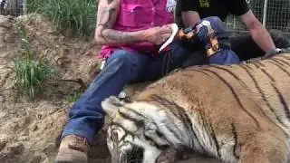 Joe Exotic TV - Stitching A Tiger