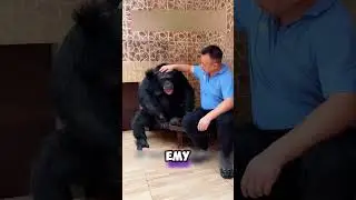 обезьяна очеловечилась 🐒🦍 