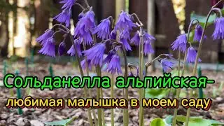 Сольданелла альпийская-любимая малышка в моем саду