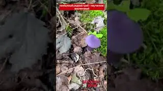 В Дзержинском районе нашли необычный редкий гриб - паутинник фиолетовый  