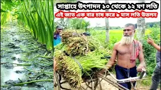 সাপ্তাহে উৎপাদন ১০ থেকে ১২ মণ লতি | কচুর লতি | Loti | Kochu chas | কচু চাষ পদ্ধতি