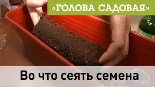 Голова садовая - Во что сеять семена