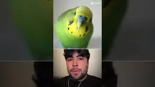mr bombaster