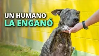 El peor error de esta perrita, fue confiar en los humanos