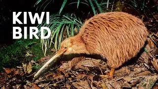 The Strangest Flightless Bird Under Threat In New Zealand's Wilderness | Kiwi Documentary