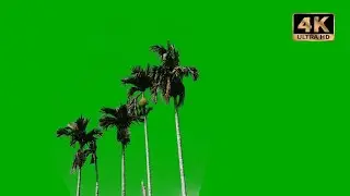 palm trees green screen