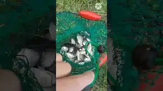 Улов товарища #рыбалка #nature #fishing #crossfitlife #music #crossfittime #coversong #crossf