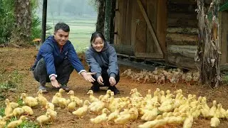 Hope for a good farming season: Start a business with 100 ducks and 50 chickens