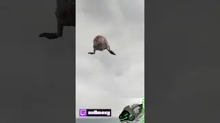 Flesh Space Program 