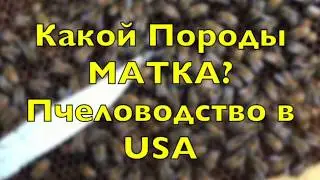 Какой Породы эта Матка? Пчеловодство в USA