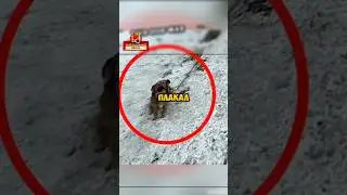 Этого пса выгнали на улицу! но вот что сделал этот добрый водитель! 