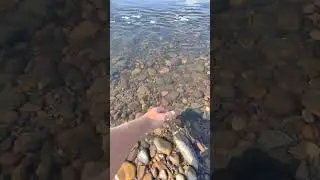 А вы ловили рыбу руками? #рыбалка #fishing #ловимруками