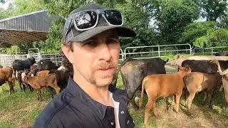 Have we decided to sell the cows?