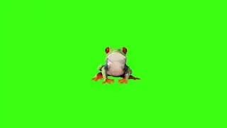 Green screen | Frog | Video background | Footage | Download | №76