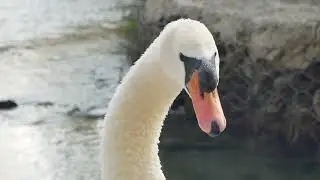 Swan l Free Stock Footage | No Copyright Videos |