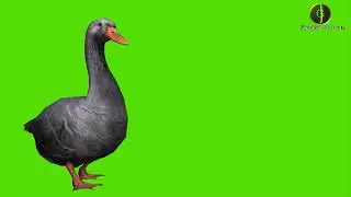 Goose Green Screen HD