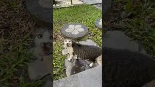 Drama Queen 👑 is back 🤣 #shorts #funny #cutecat #bali #vacation