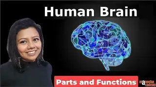 Human Brain Parts and Functions