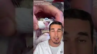 ¿Sabías que también hay VETERINARIOS DENTISTAS? - Así tratan a este GATO 🙀 