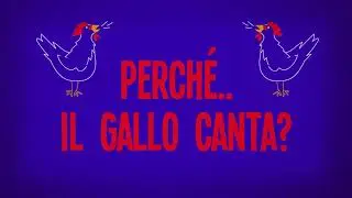 Perché il gallo canta?