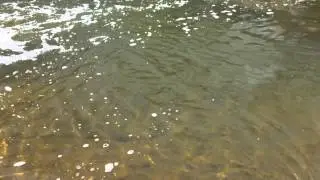 SteelHead Trout in the Rocky River West Branch 4/28/15