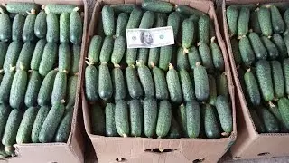 ОГУРЕЦ ДИРЕКТОР МЕСЯЦ СБОРОВ УРОЖАЯ 21 АПРЕЛЯ