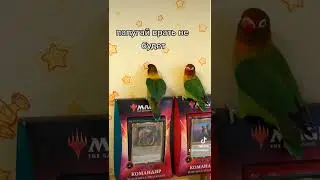 Папугаи высказали что думают о EDH commander